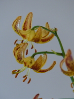 Foto: Dr. Peter Müller